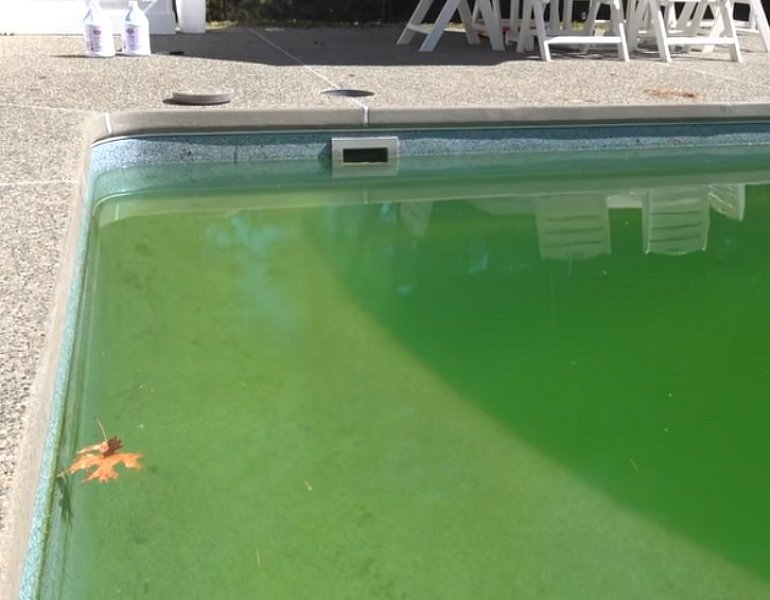 Proč voda v bazénu zezelená a jak se tomu bránit?