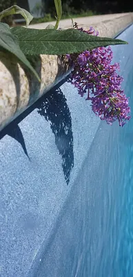 pure-MountainBlue-03